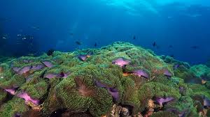 Anemone Reef